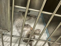 -艾吉宠物医院·疑难杂症转诊中心·猫友好(碧江路院)
