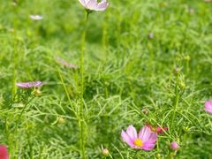 -三亚南山文化旅游区