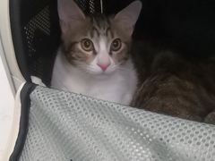 -瑞派罗医生宠物诊所(古镇分所)