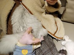 -猫腻·猫咖·撸猫馆(星光大道店)