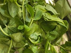 -金鼎雪山牦牛杂火锅(理县总店)