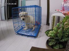 -翊宠yipet猫狗购宠庄园犬舍•猫舍