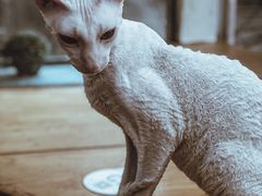 -猫小院猫主题咖啡厅(北锣店)