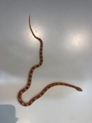 -Moni星球萌宠·小马宝莉·灵蛇·高端高阶全萌宠互动体验俱乐部(红豆国际广场店)