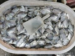 -芦潮港集贸市场