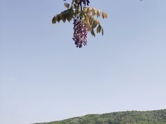 -西湖外事游船(花港观鱼码头)