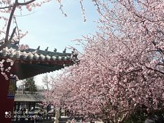 -桃花堤公园