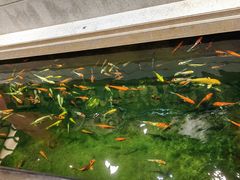 -龙悦湾酒家·八阵鱼生·渔人码头店