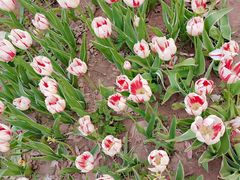 -石家庄市植物园