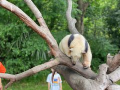 -上海野生动物园