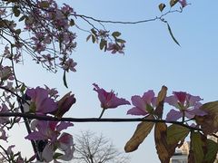 -深圳仙湖植物园