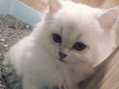 -屋虎猫馆(宝安大仟里店)