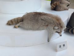 -陕西自然博物馆