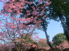 -南山植物园
