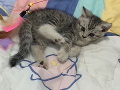 -BABIT巴比特宠物(MOMOPARK店)