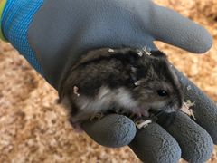 -怪兽屋·羊驼·猫咖·狗咖(俊华广场店)