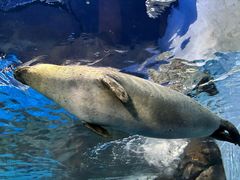 -上海海洋水族馆