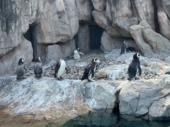 -上海野生动物园