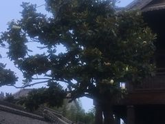 -台儿庄古城