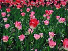 -长春公园(普阳街道)