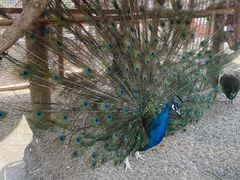 -南宫五洲植物乐园