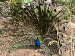 -西霞口神雕山野生动物世界