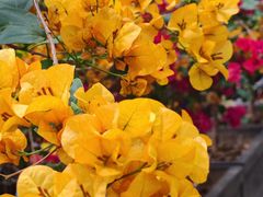 -佛山市中医院(院本部)