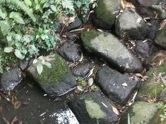 -成都市活水公园