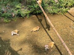 -西双版纳原始森林公园