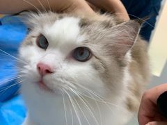 -瑞派·关忠动物医院·猫专科·犬专科(三环新城店)