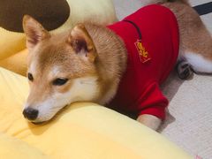 -逗柴咖啡屋·狗咖猫咖宠物桌游