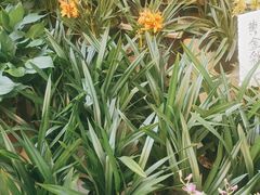 -桂林市花鸟市场