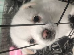 -福州肆爪动物医院