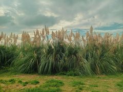 -呈贡滇池生态湿地公园