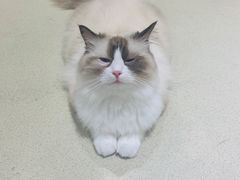 -藏猫猫咖啡主题馆(中央大道店)