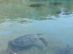 -广东惠东海龟国家级自然保护区