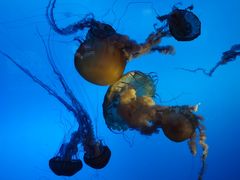 -太平洋海底世界