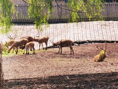 -沈阳森林动物园