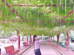 -嘉定紫藤园