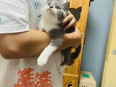 -柚子猫舍·精品猫舍购猫·猫咪认养·购宠·宠物店