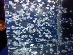 -太平洋海底世界