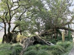 -江心屿景区
