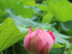 -陈家山荷花公园