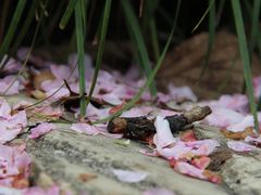 -白塘生态植物园