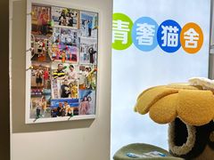 -青奢宠物·青奢猫舍