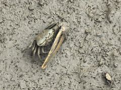 -东寨港红树林旅游区