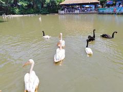 -广州长隆飞鸟乐园