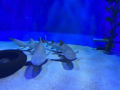 -太平洋海底世界