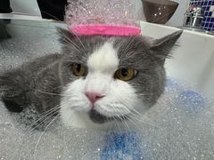 -车接车送·寄养洗护·德文猫舍(大宁店)