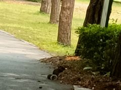 -南宁良凤江国家森林公园